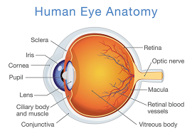anatomy of human eye
