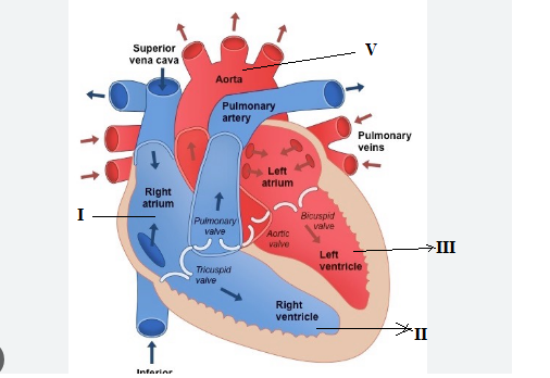 structure of the human heart